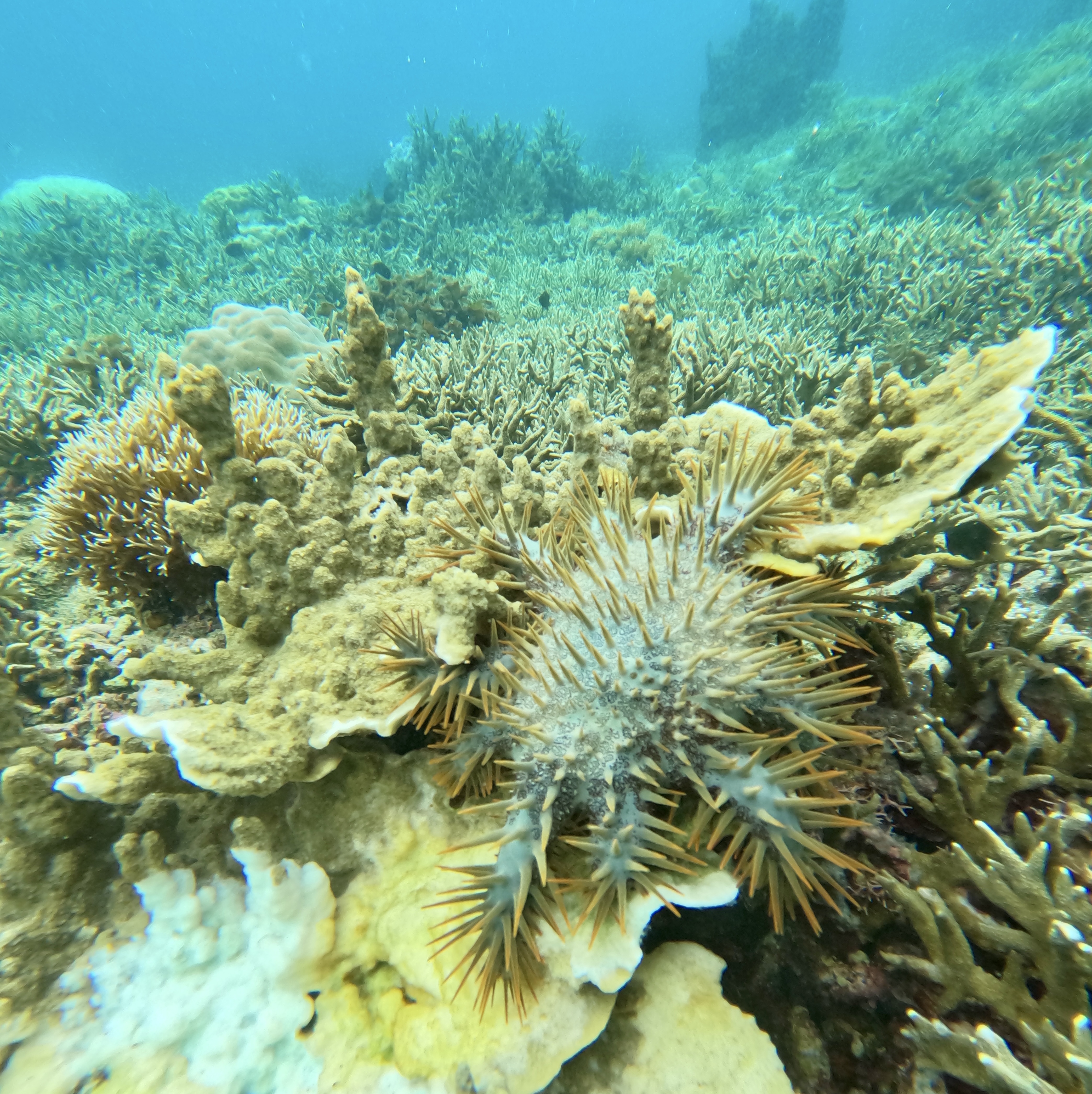 Stella Marina Corazzata|small