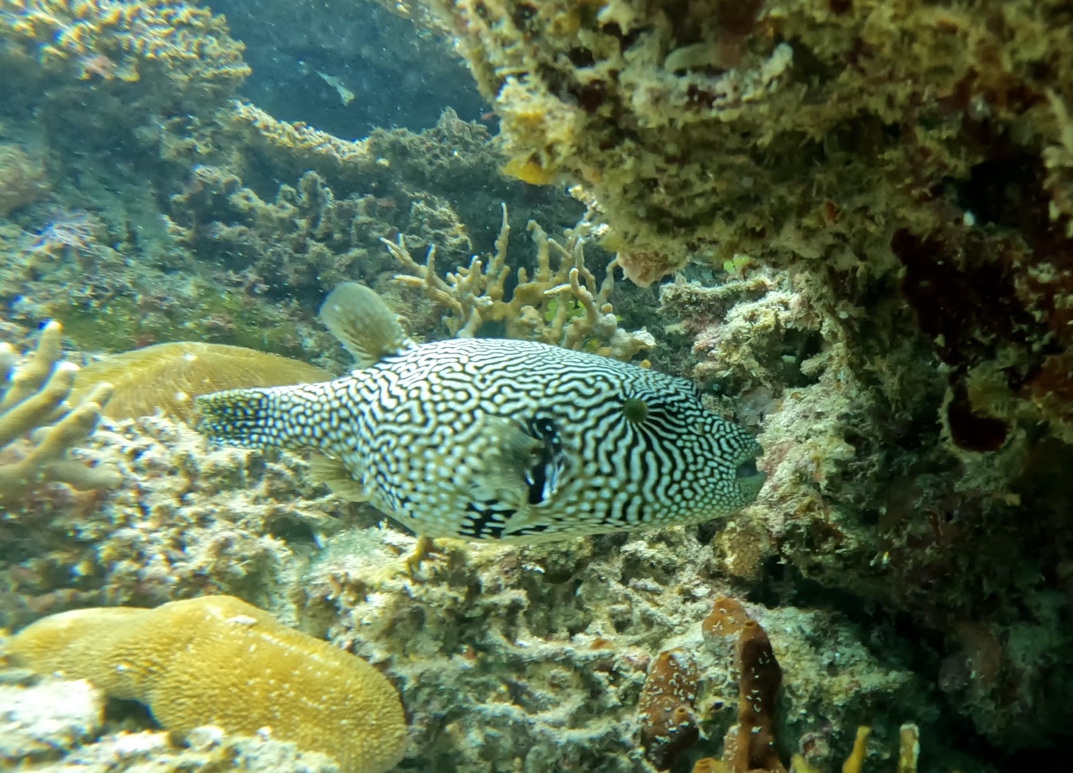 Que pasa, amigo?|small