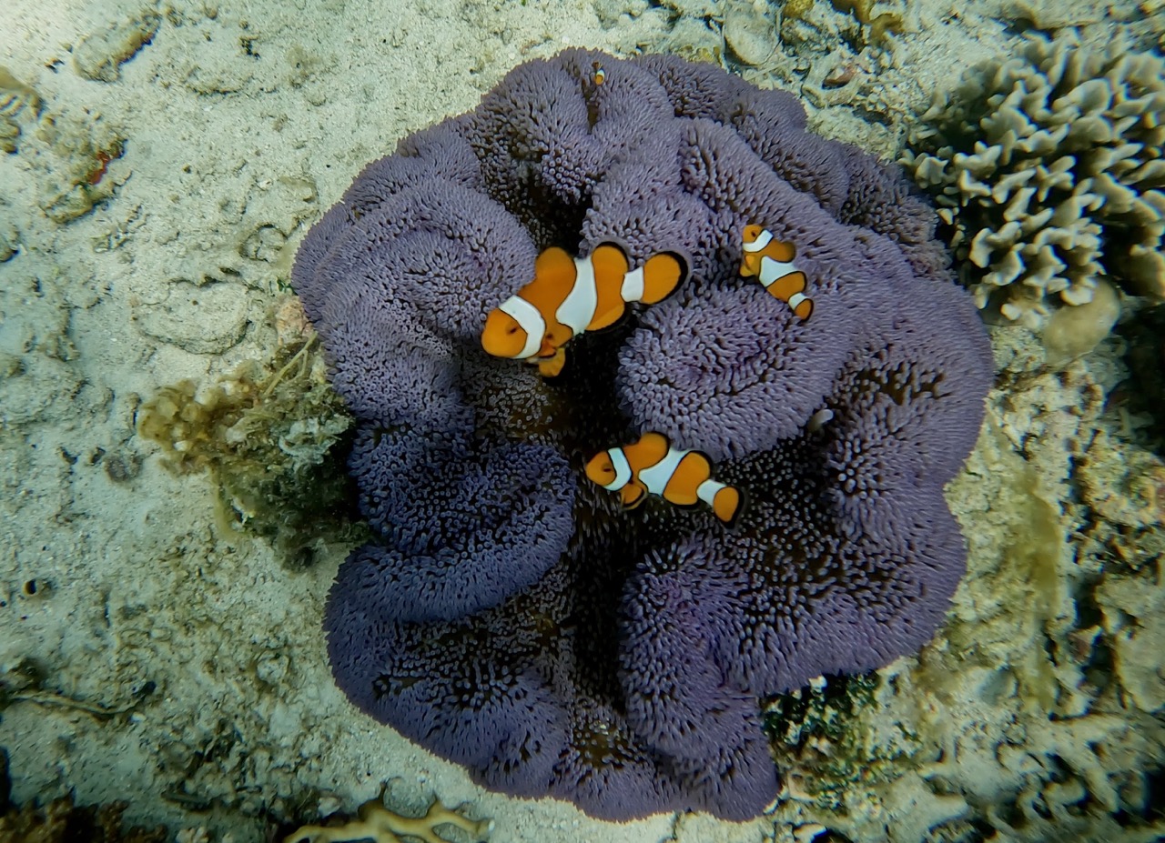 Famiglia di Nemo|small